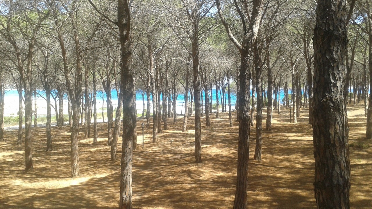 Photo of Others in Tanaunella