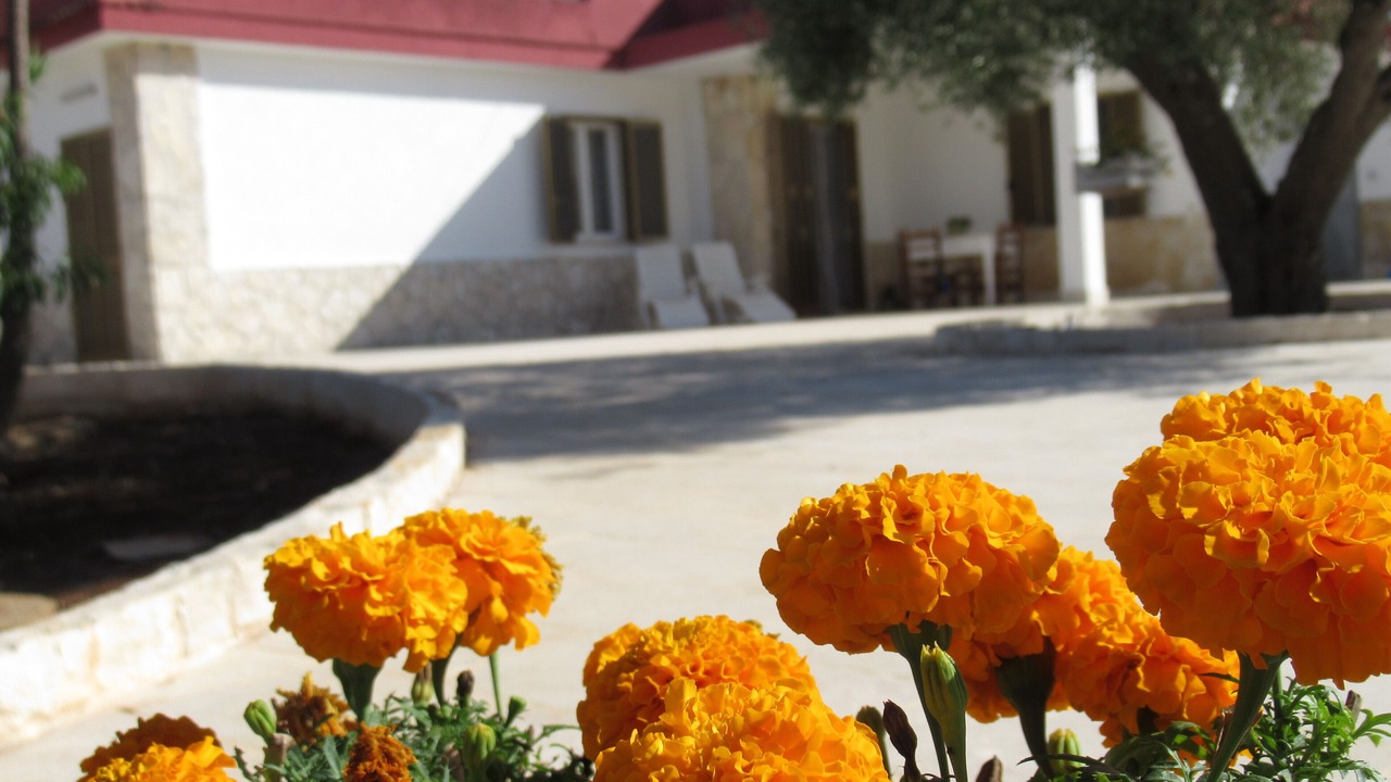 Photo of Outdoor in Monopoli