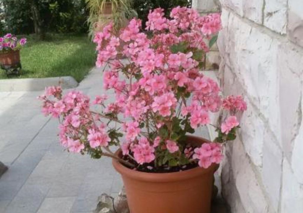 Photo of Outdoor in Cannara