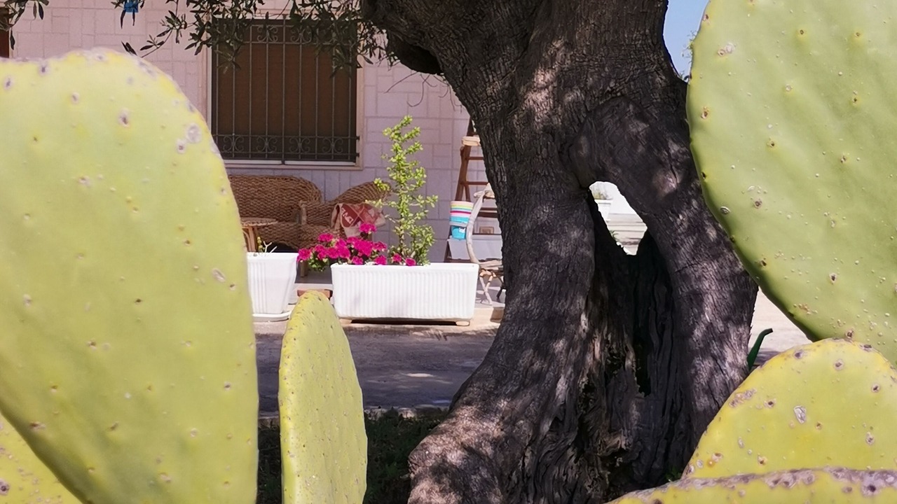 Photo of Outdoor in Villa Castelli