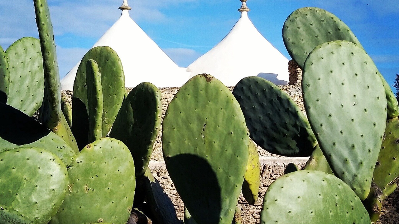 Photo of Outdoor in Mesagne