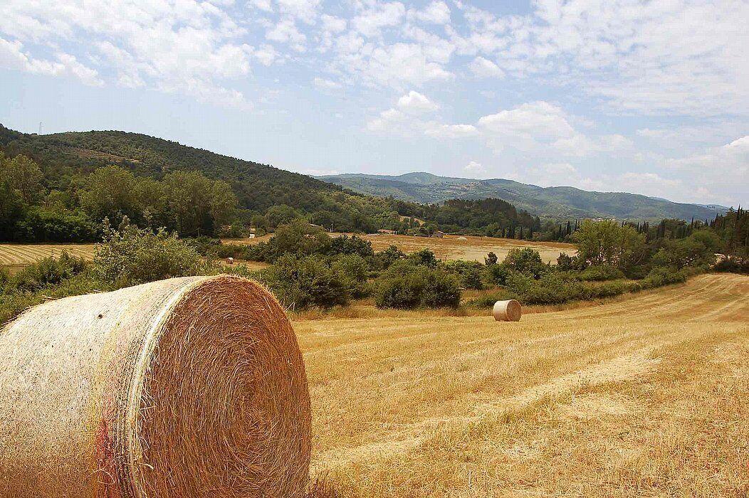 Photo of Others in Bucine