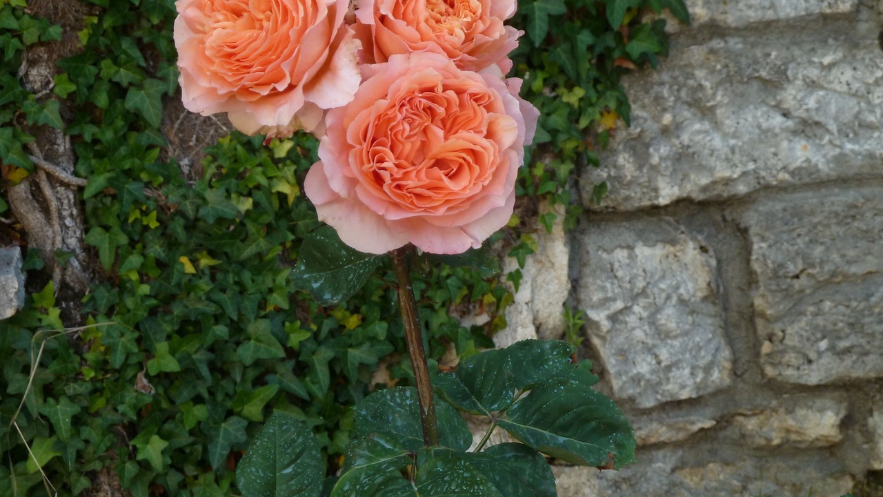 Photo of Outdoor in Serre di Rapolano