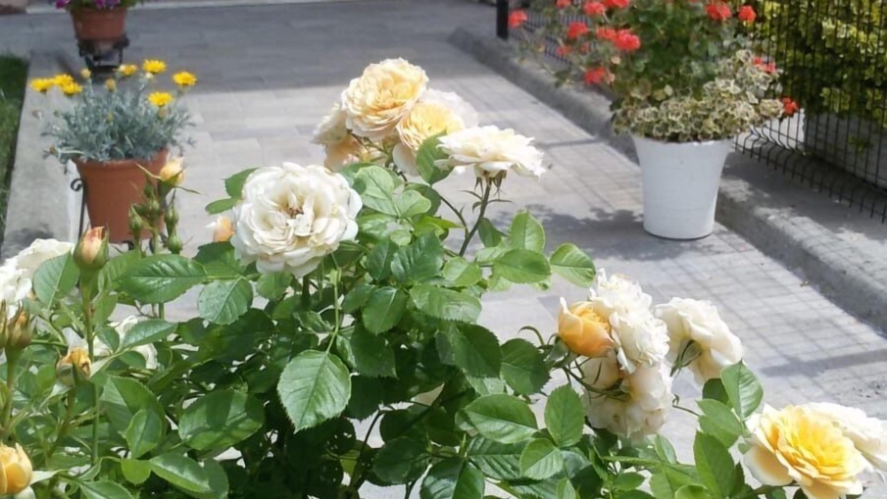 Photo of Outdoor in Cannara