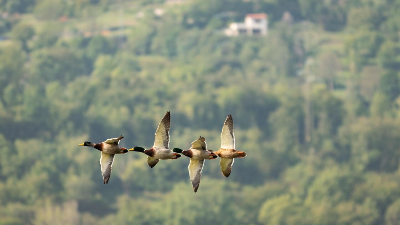 Photo of Others in Zorzino