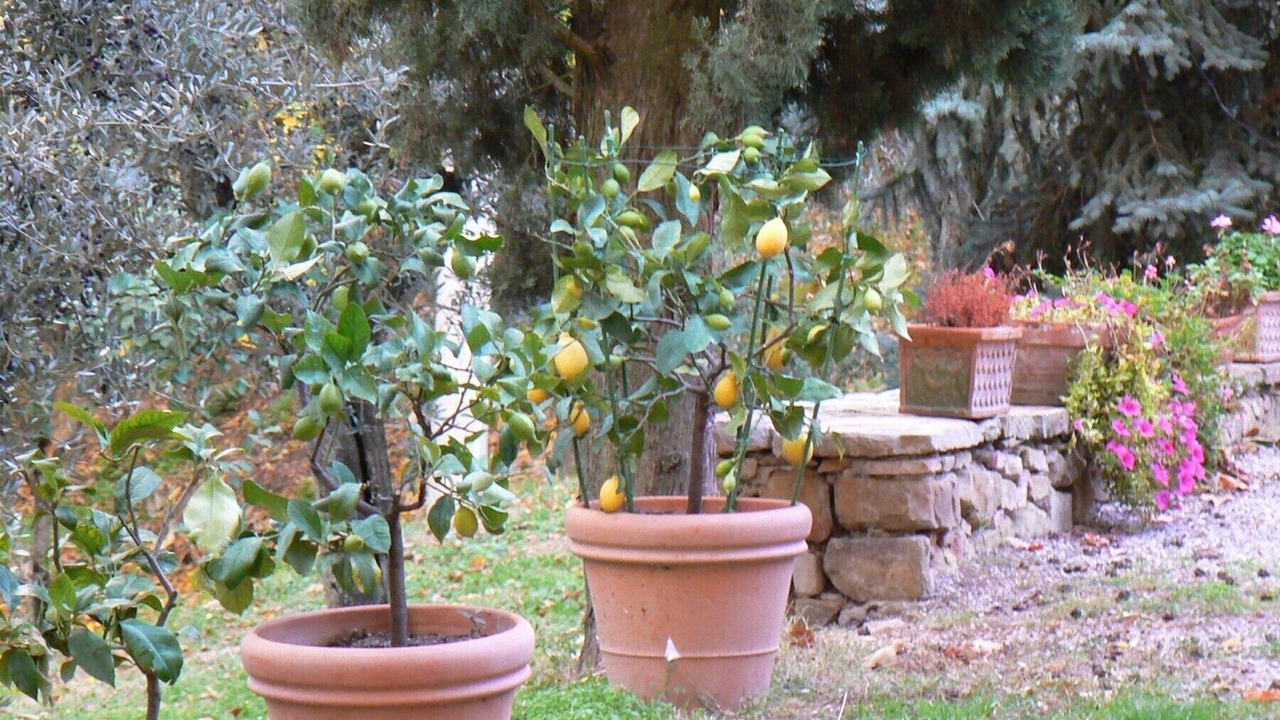Photo of Outdoor in Monte San Savino