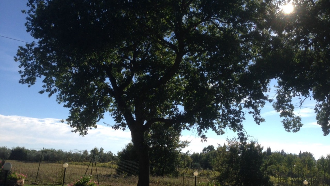 Photo of Outdoor in Le Piazze