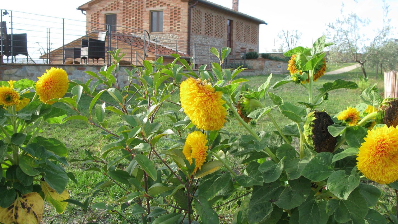 Photo of Outdoor in Lajatico