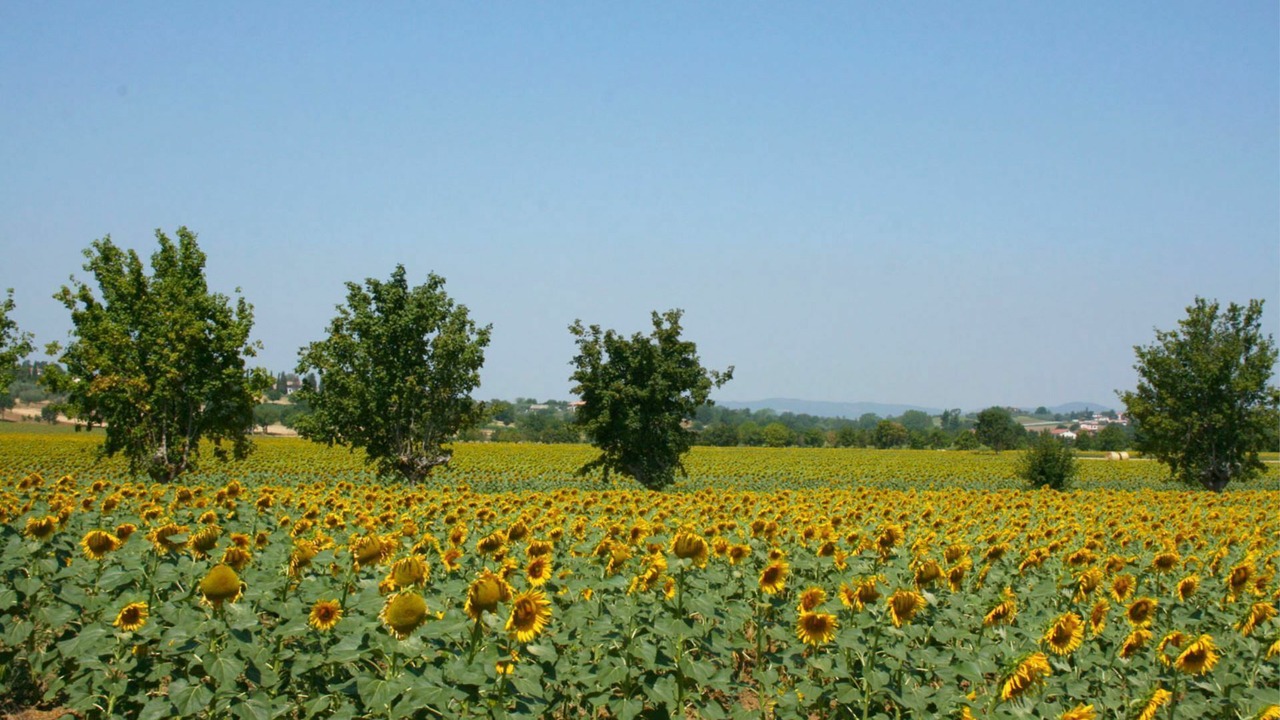 Photo of Others in Marciano della Chiana