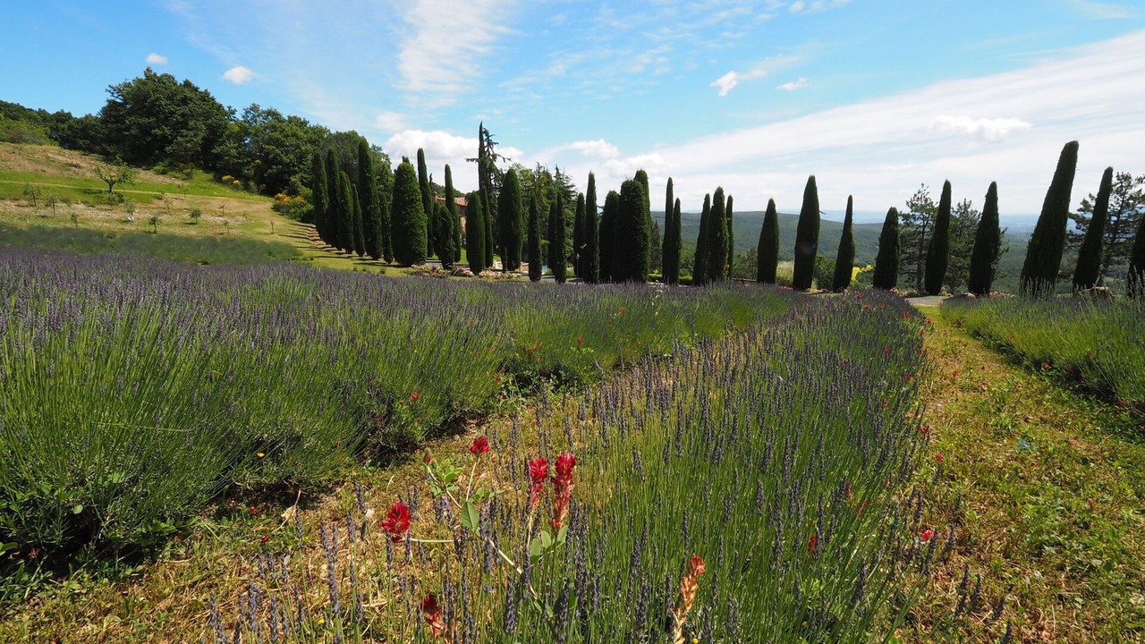 Photo of Others in San Gimignano