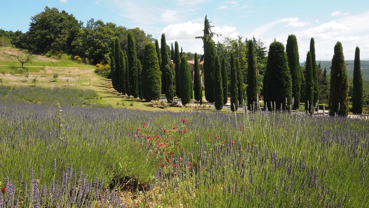 Photo of Others in San Gimignano