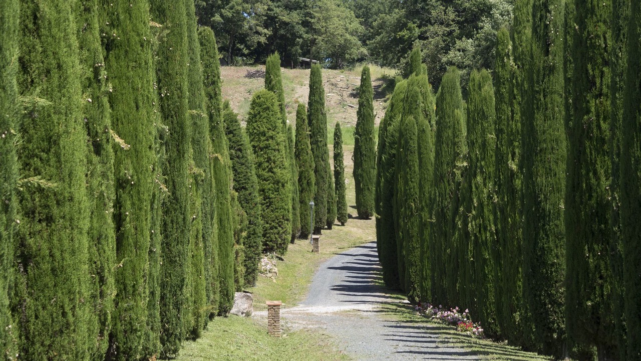 Photo of Others in San Gimignano