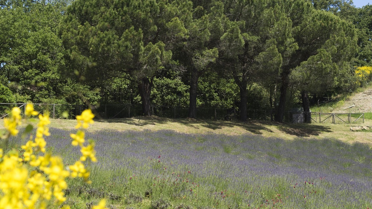 Photo of Outdoor in San Gimignano