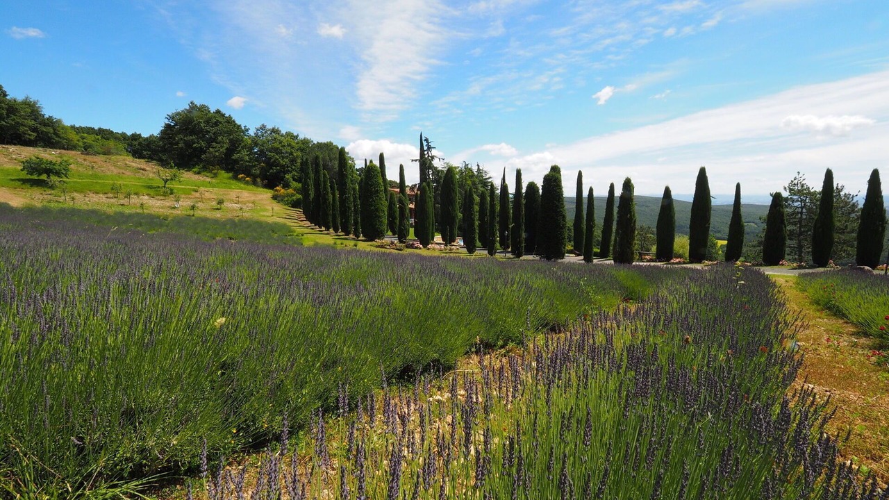 Photo of Others in San Gimignano