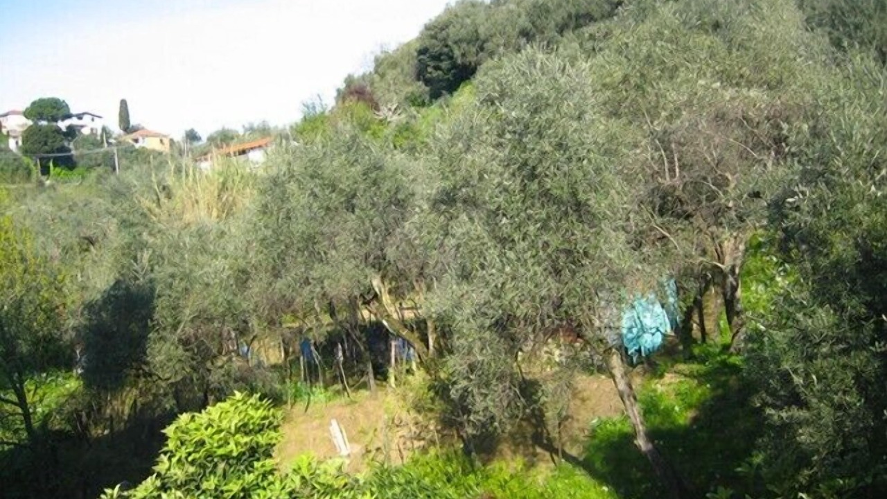 Photo of Others in San Terenzo