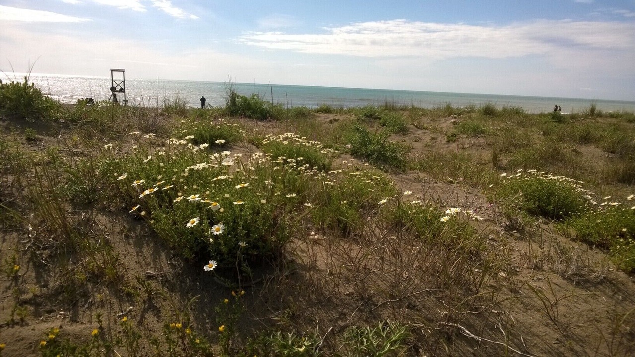 Photo of Others in Marina di Castagneto Carducci