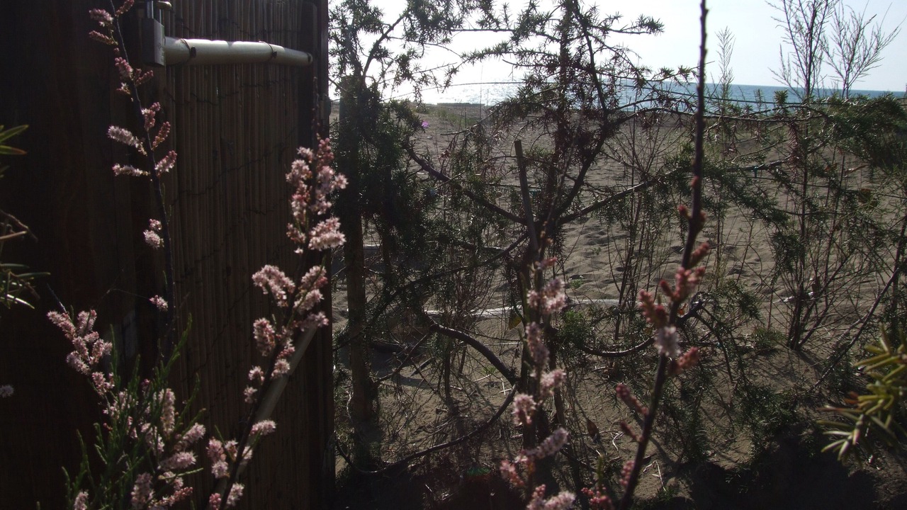 Photo of Outdoor in Marina di Castagneto Carducci