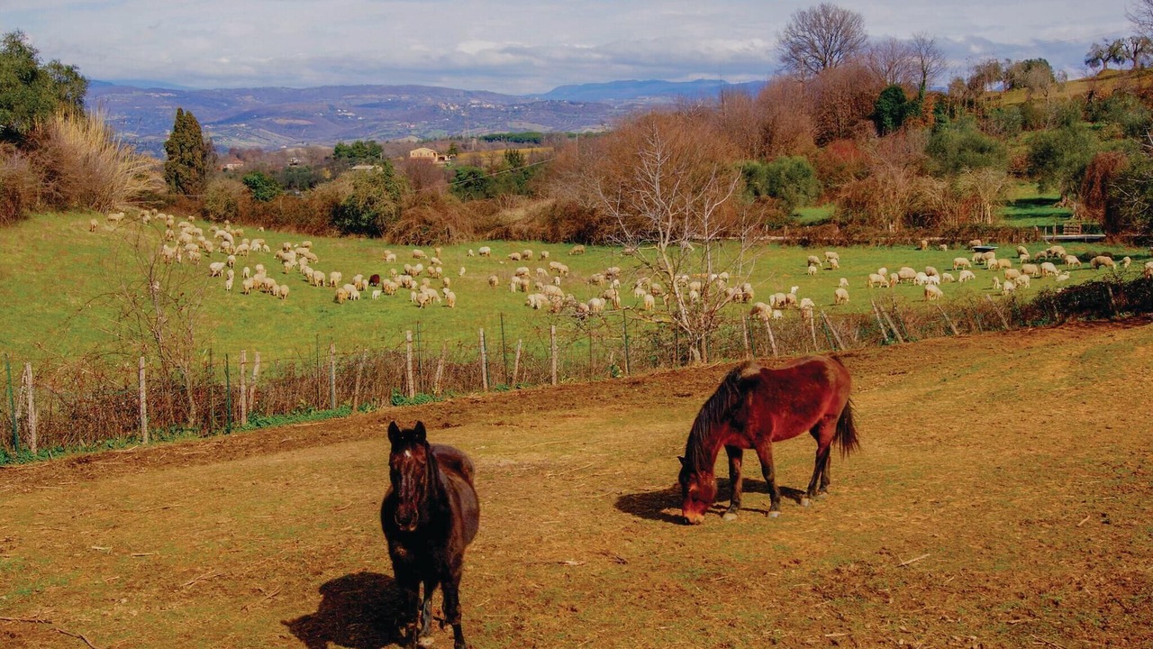 Photo of Others in Scansano