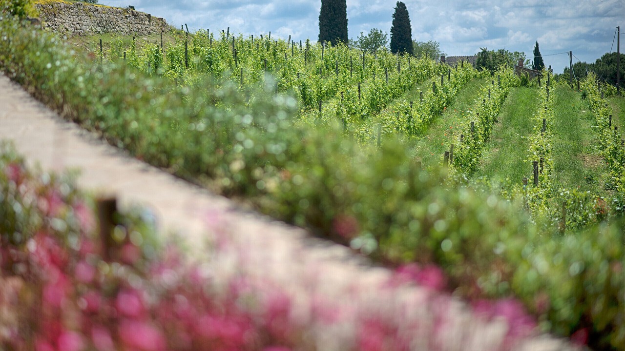 Photo of Outdoor in Panzano in Chianti