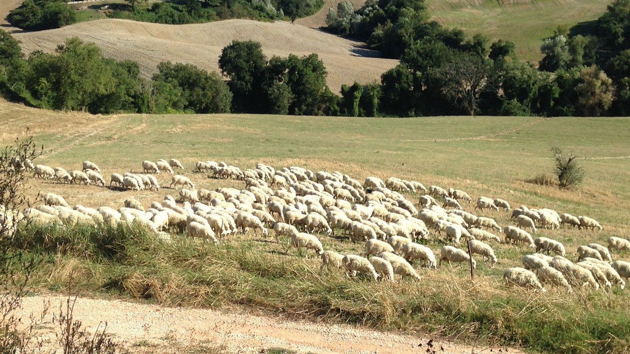 Photo of Others in Arcevia