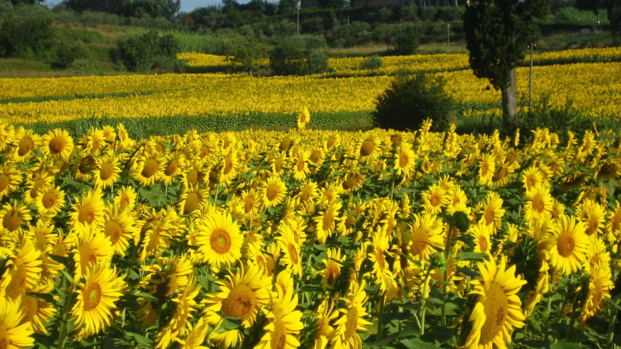 Photo of Outdoor in Fucecchio