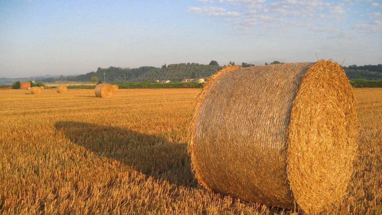 Photo of Others in Fucecchio