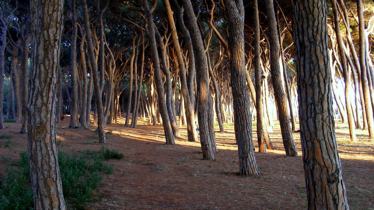 Photo of Outdoor in Follonica