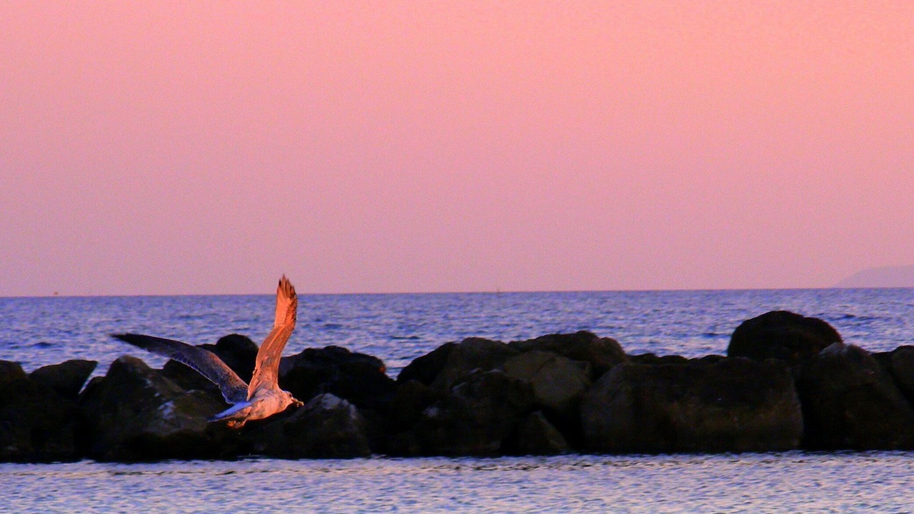 Photo of Others in Follonica