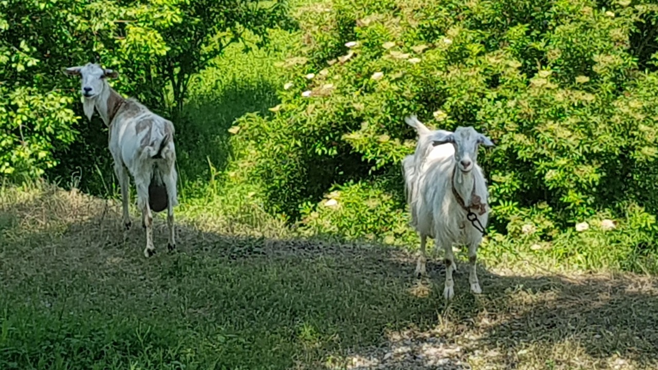 Photo of Outdoor in Armaiolo