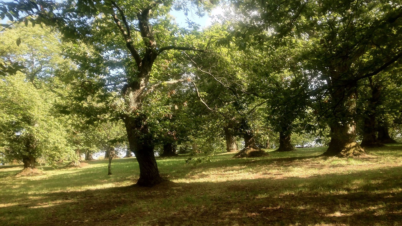 Photo of Outdoor in Montieri