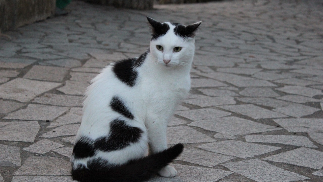 Photo of Others in Castelnuovo Magra