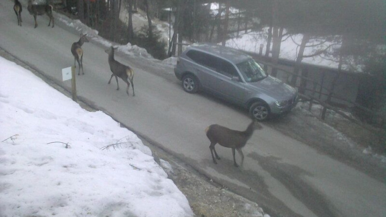 Photo of Outdoor in Borca di Cadore