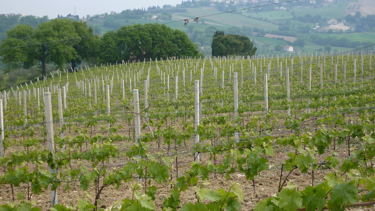 Photo of Outdoor in Barchi