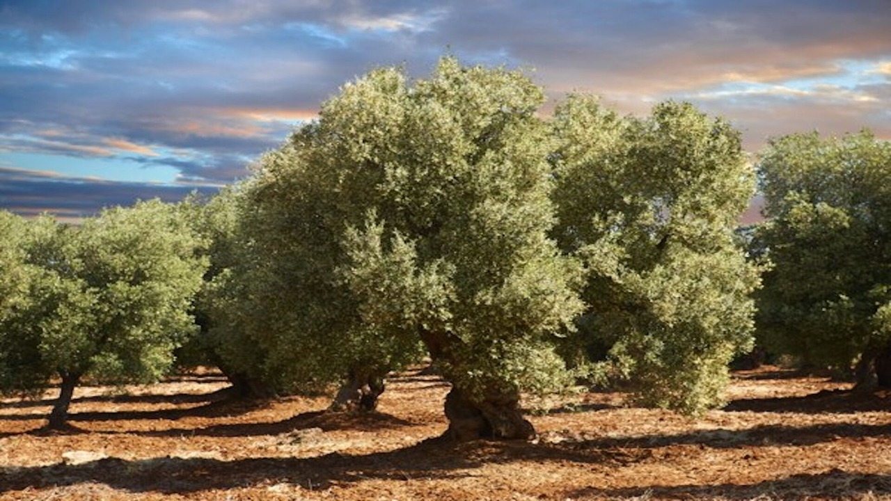 Photo of Outdoor in Racale
