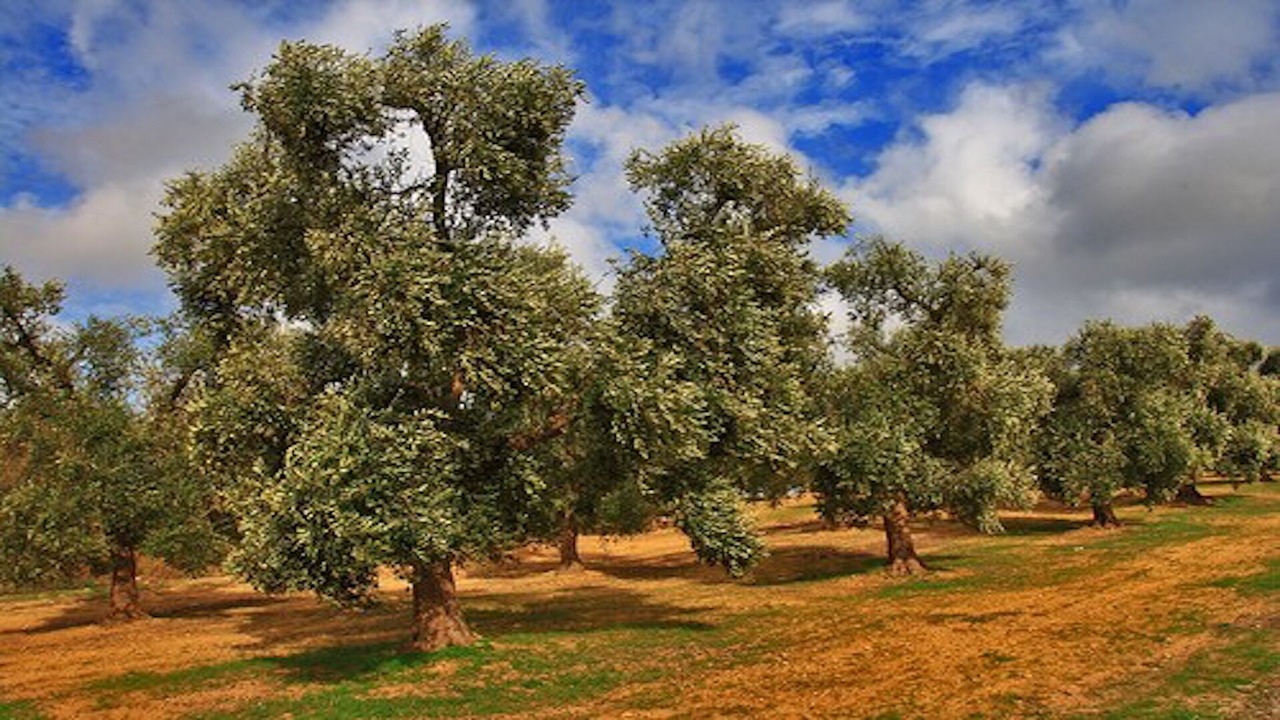 Photo of Outdoor in Racale