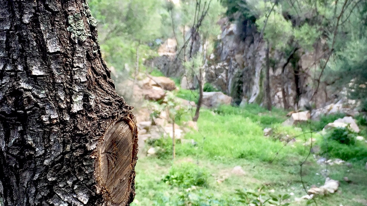 Photo of Outdoor in San Teodoro