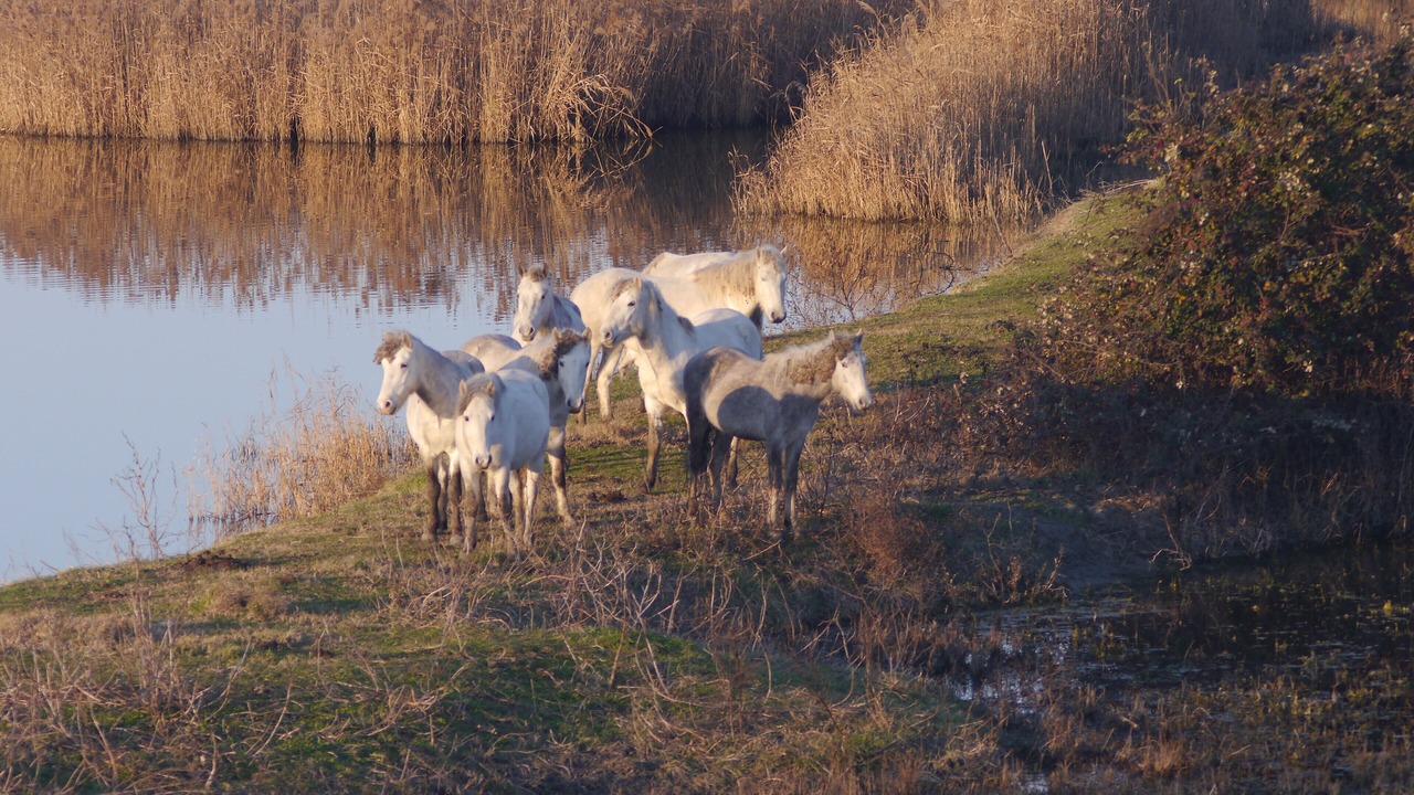 Photo of Outdoor in Lido degli Estensi