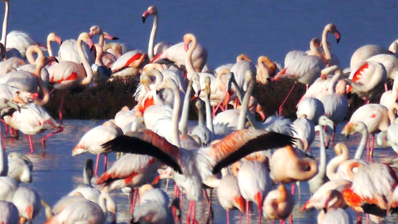 Photo of Others in Lido degli Estensi