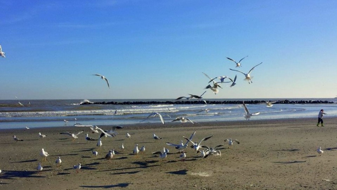 Photo of Others in Lido di Pomposa