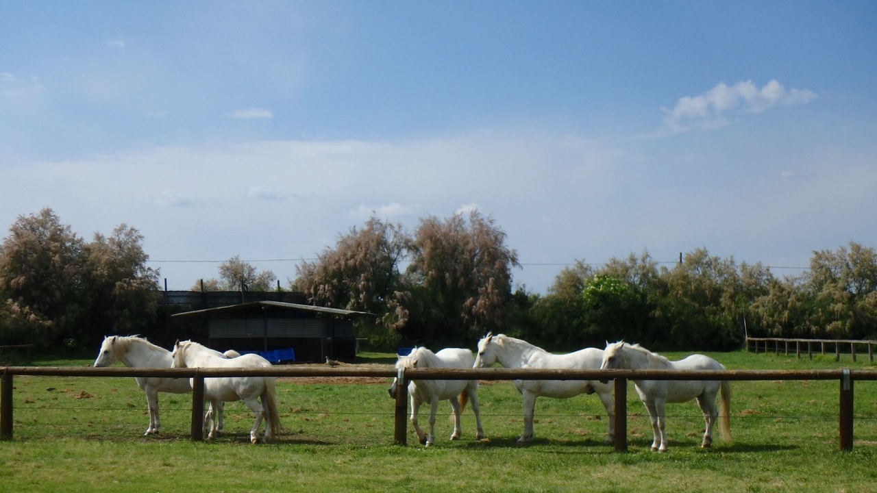 Photo of Outdoor in Lido di Pomposa