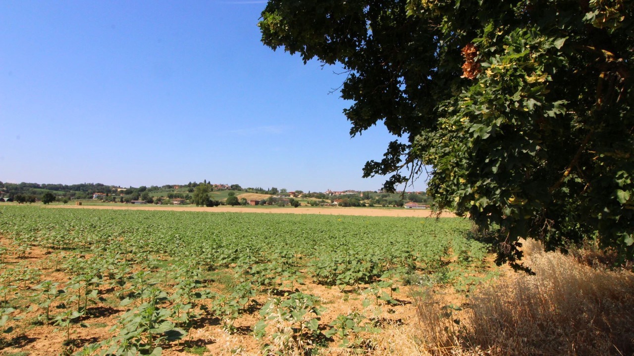 Photo of Outdoor in Foiano della Chiana