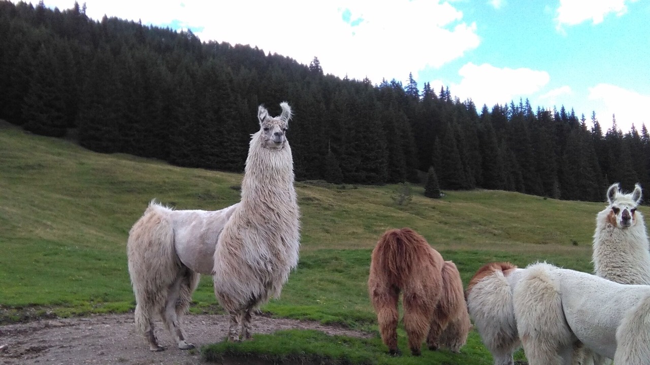 Photo of Outdoor in Comelico Superiore