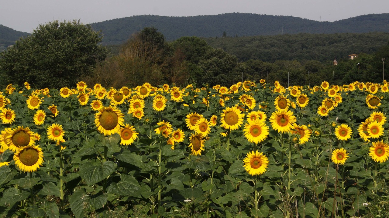 Photo of Outdoor in Sovicille