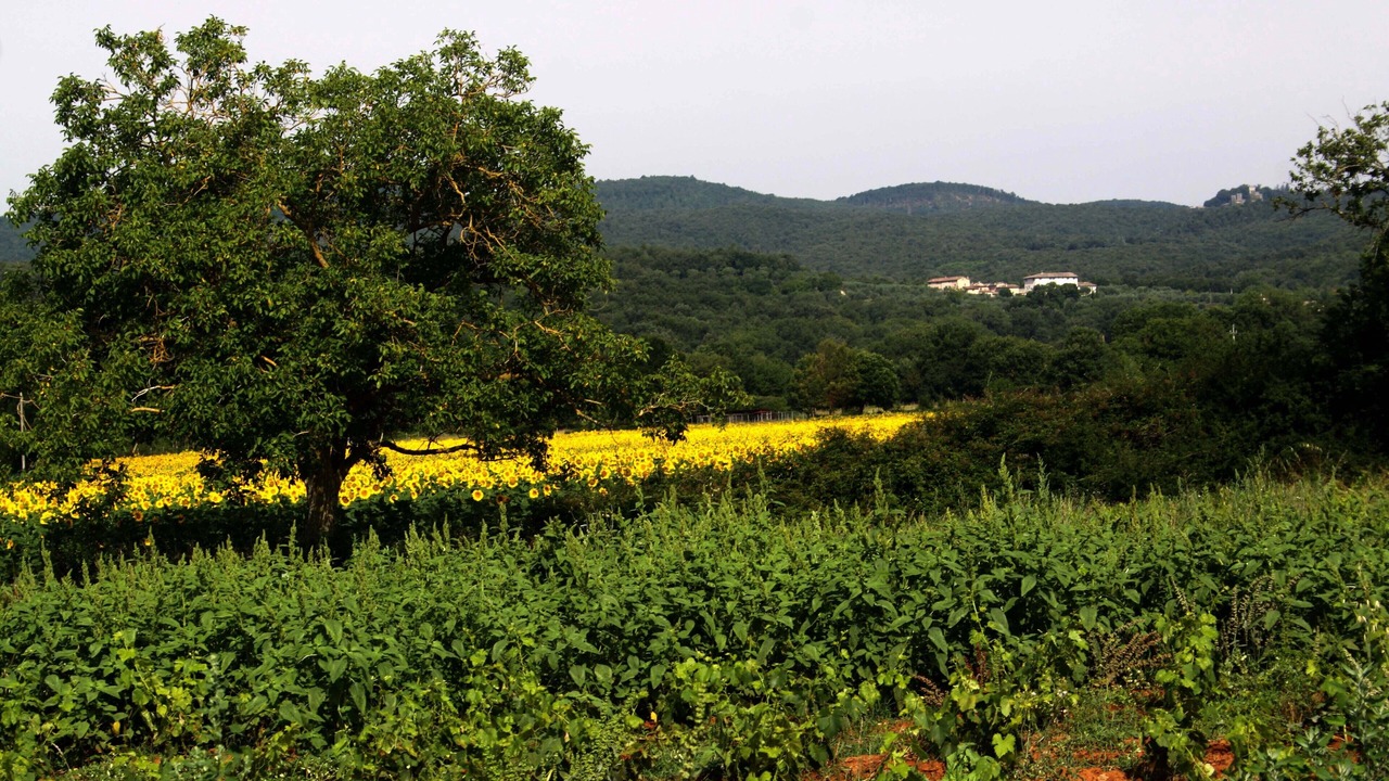 Photo of Outdoor in Sovicille
