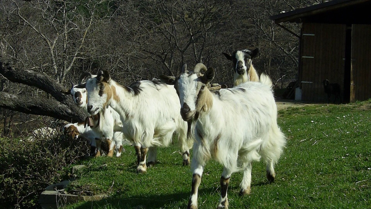 Photo of Others in Pieve Fosciana