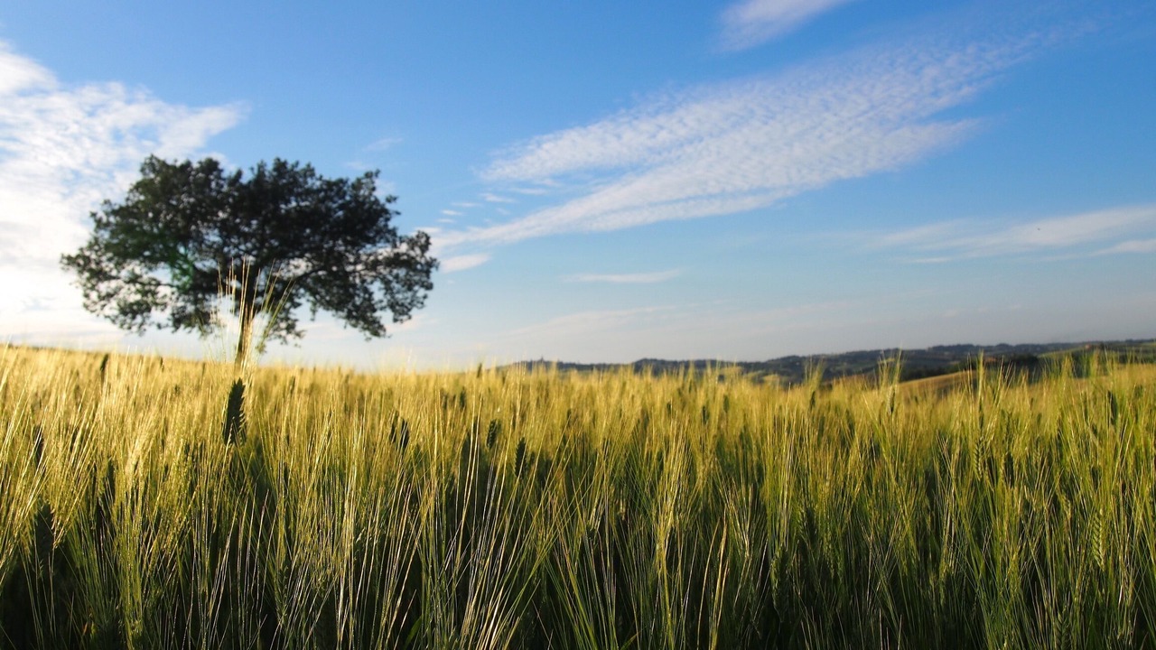 Photo of Outdoor in Montecarotto