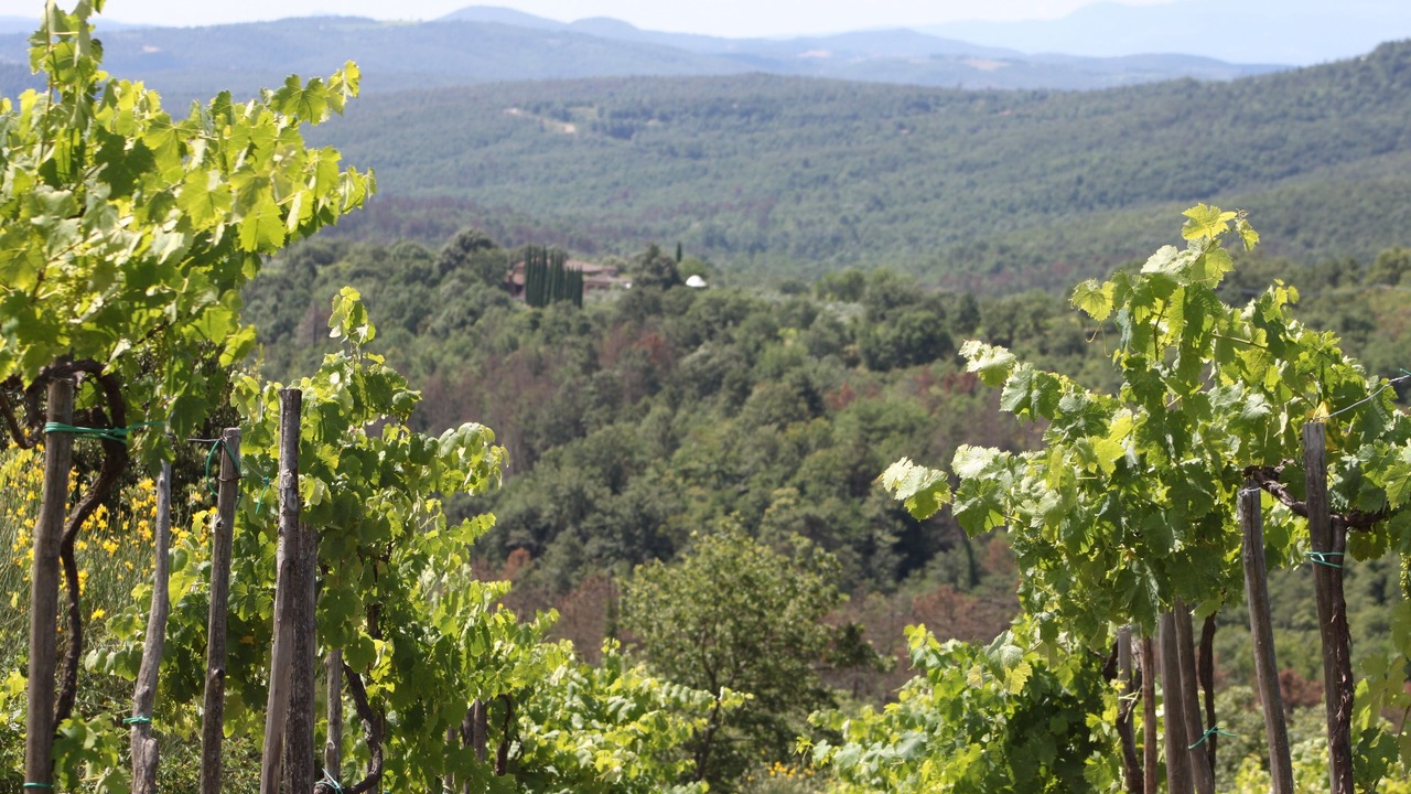 Photo of Others in Monte San Savino