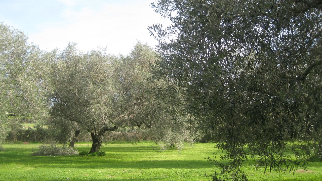 Photo of Others in Cabras