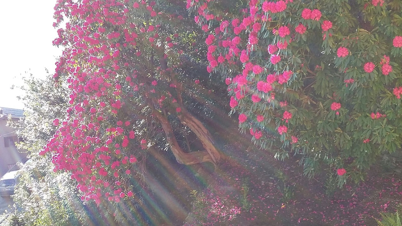 Photo of Outdoor in Cannobio