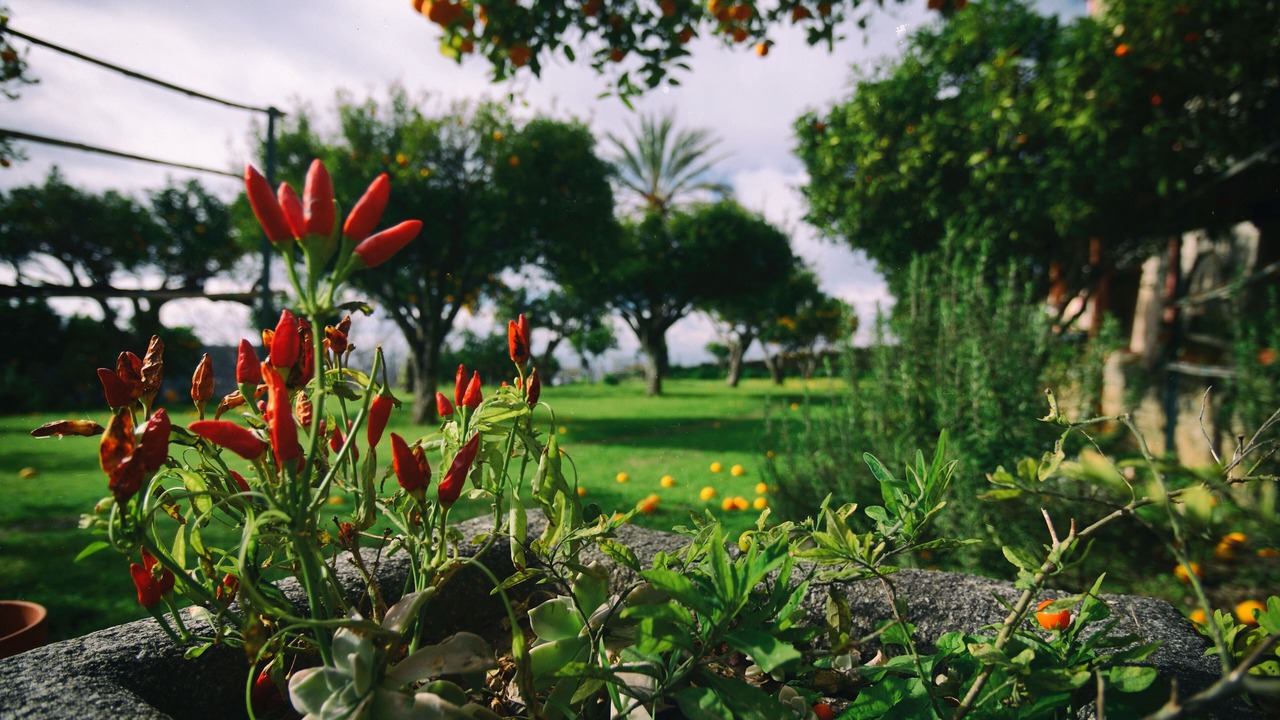 Photo of Outdoor in Belmonte Calabro
